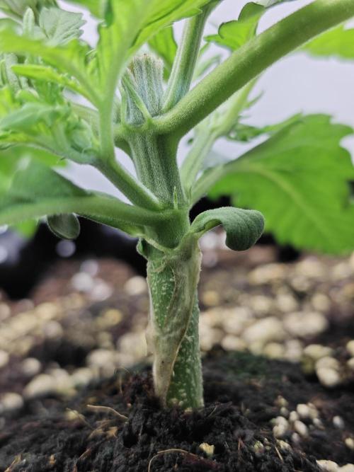 Cherry Cola Auto AC Infinity AI+. Week 2 - Den 17 pravá 