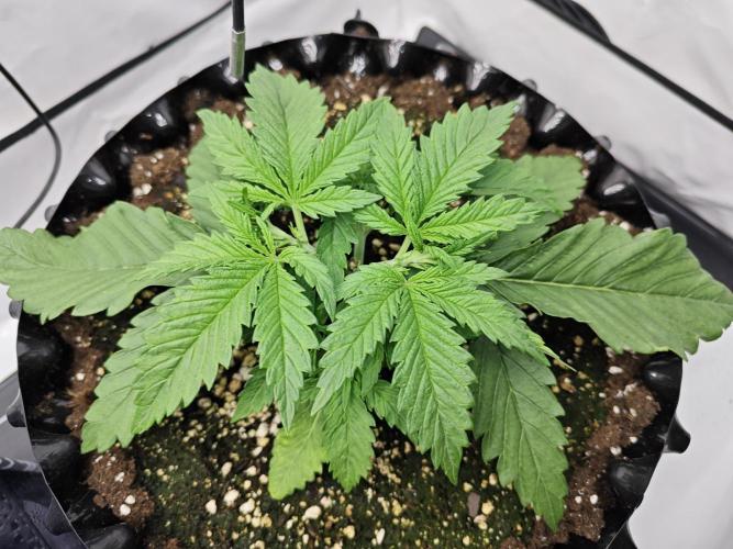 Cherry Cola Auto AC Infinity AI+. Week 2 - Den 19 pravá před LST