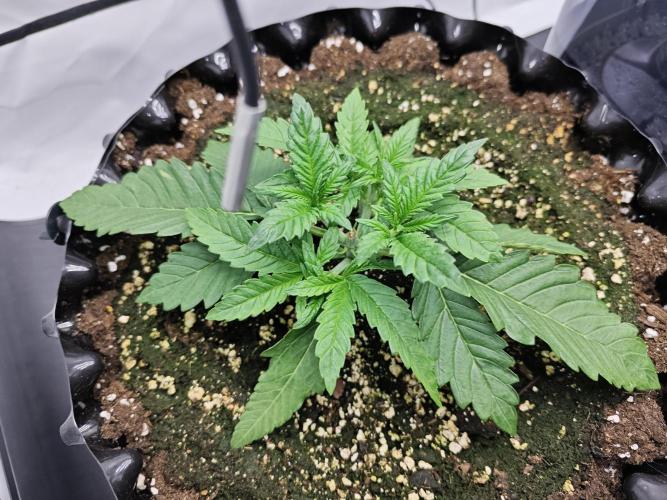 Cherry Cola Auto AC Infinity AI+. Week 2 - Den 19 levá před LST
