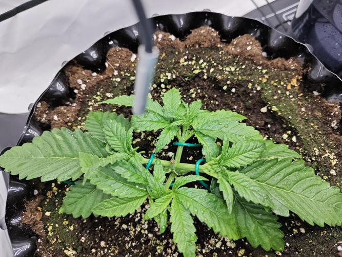 Cherry Cola Auto AC Infinity AI+. Week 2 - Den 19 levá po LST