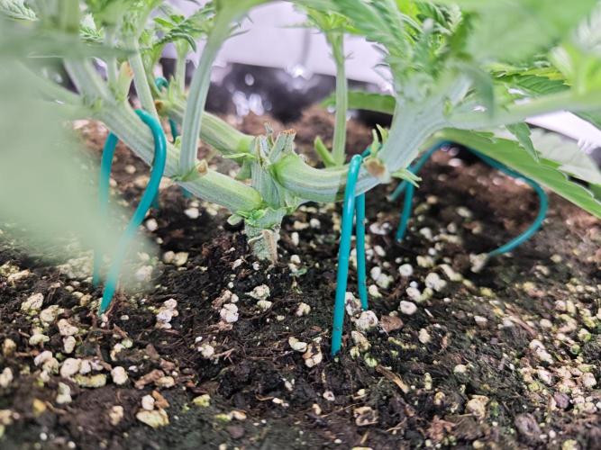 Cherry Cola Auto AC Infinity AI+. Week 3 - Den 26 levá 