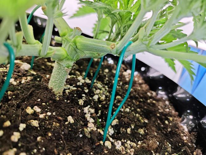 Cherry Cola Auto AC Infinity AI+. Week 3 - Den 26 pravá 