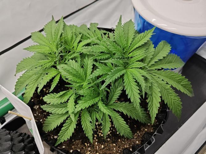 Cherry Cola Auto AC Infinity AI+. Week 3 - Den 26 pravá