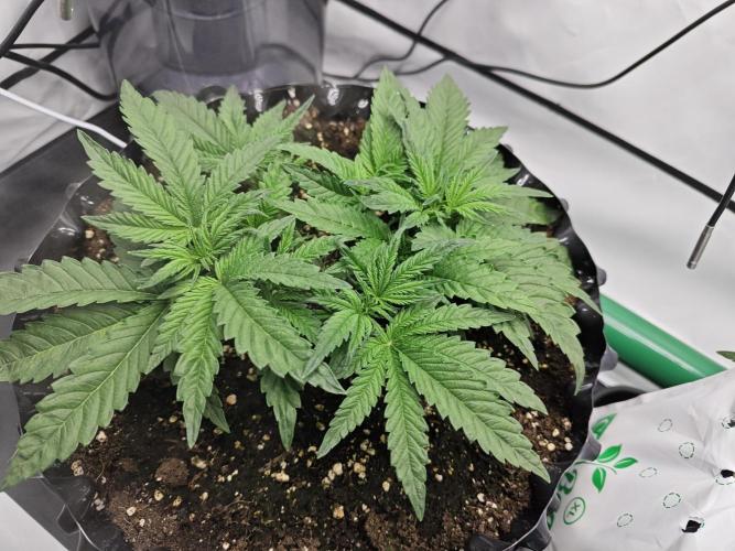 Cherry Cola Auto AC Infinity AI+. Week 3 - Den 26 levá 