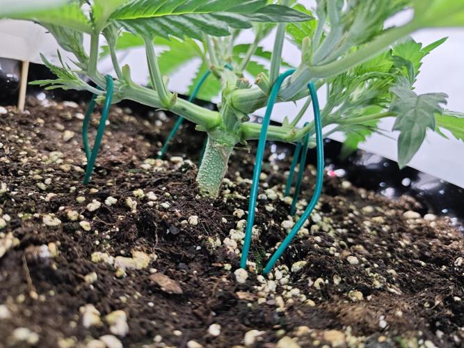 Cherry Cola Auto AC Infinity AI+. Week 3 - Den 25 pravá 