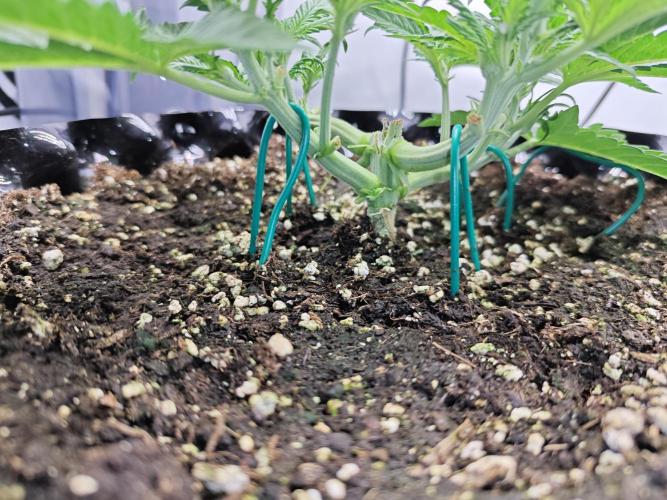 Cherry Cola Auto AC Infinity AI+. Week 3 - Den 25 levá 