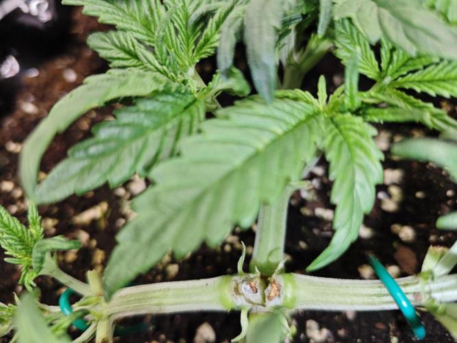 Cherry Cola Auto AC Infinity AI+. Week 3 - Den 25 levá (spoj povolil)