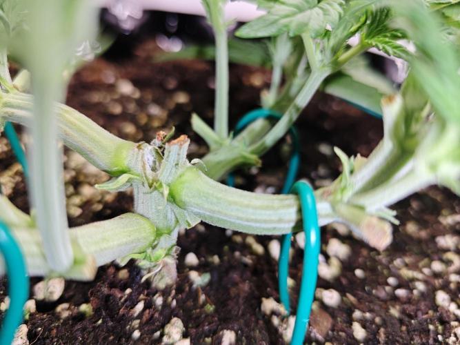 Cherry Cola Auto AC Infinity AI+. Week 3 - Den 25 levá (spoj povolil)