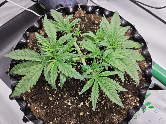 Cherry Cola Auto AC Infinity AI+. Week 3 - Den 25 levá