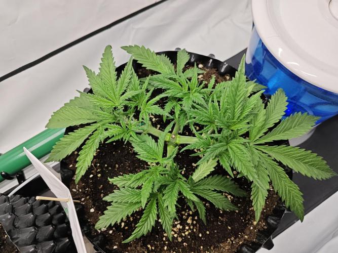 Cherry Cola Auto AC Infinity AI+. Week 3 - Den 25 pravá