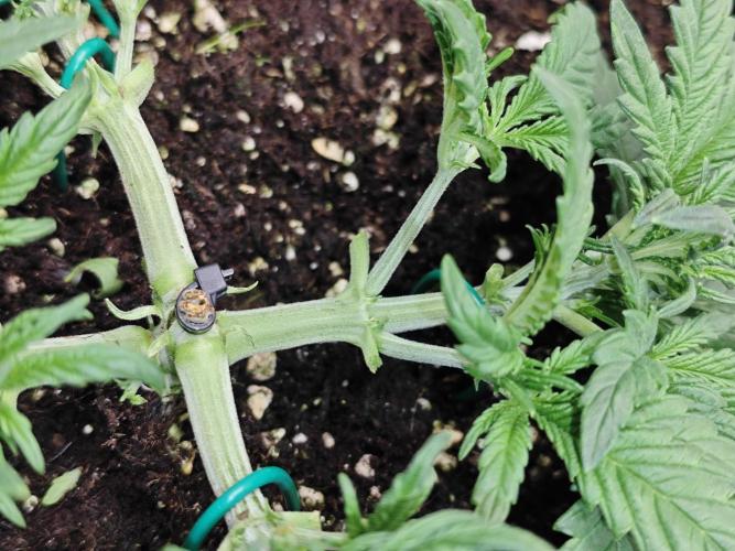 Cherry Cola Auto AC Infinity AI+. Week 3 - Den 24 levá, defoliace