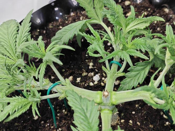 Cherry Cola Auto AC Infinity AI+. Week 3 - Den 24 pravá, defoliace 