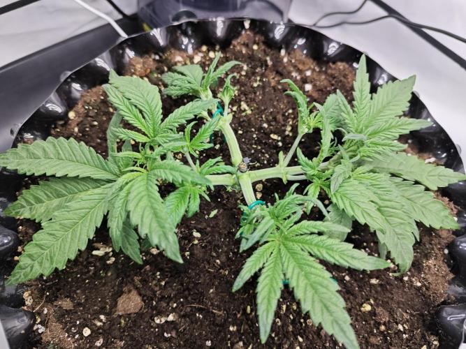 Cherry Cola Auto AC Infinity AI+. Week 3 - Den 24 levá, defoliace 