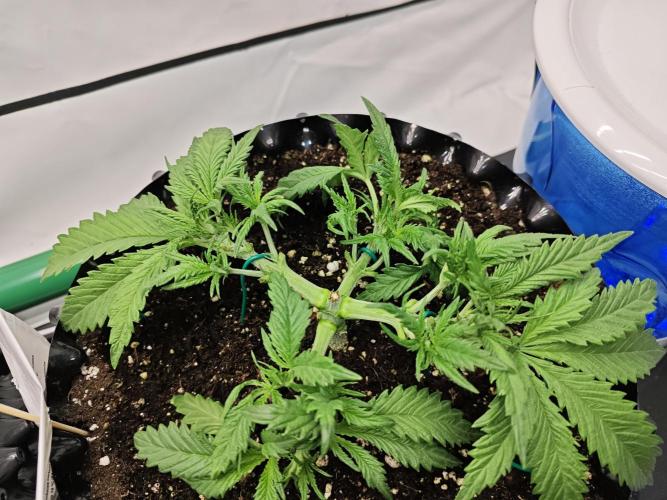 Cherry Cola Auto AC Infinity AI+. Week 3 - Den 24 pravá, defoliace