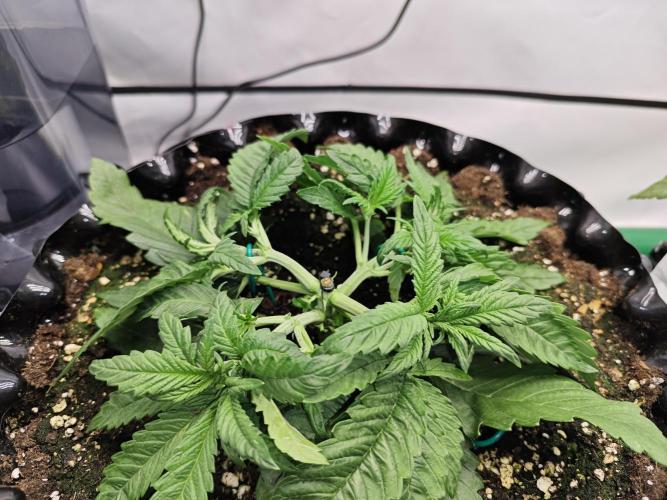 Cherry Cola Auto AC Infinity AI+. Week 3 - Den 23 levá, druhé LST (rozštěp)
