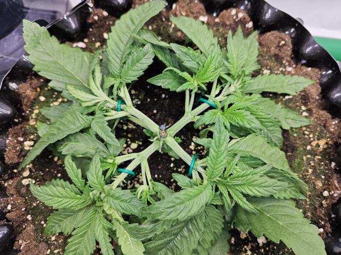 Cherry Cola Auto AC Infinity AI+. Week 3 - Den 23 levá, druhé LST (rozštěp)