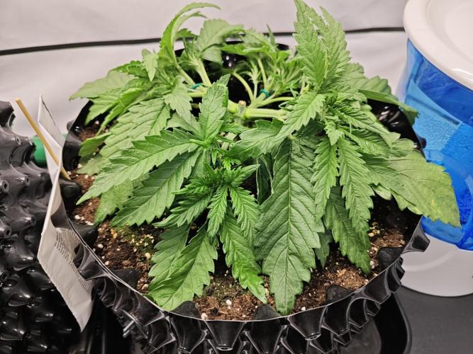 Cherry Cola Auto AC Infinity AI+. Week 3 - Den 23 pravá, druhé LST