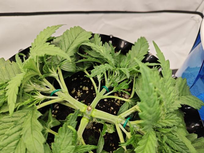 Cherry Cola Auto AC Infinity AI+. Week 3 - Den 23 pravá, druhé LST