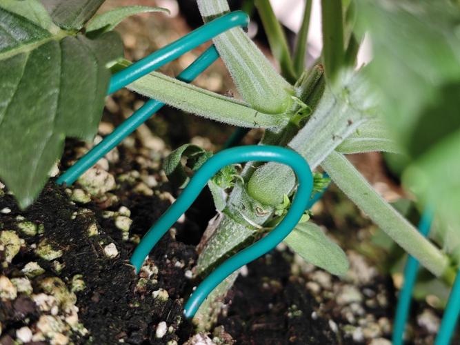 Cherry Cola Auto AC Infinity AI+. Week 3 - Den 22 levá 