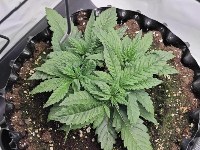 Cherry Cola Auto AC Infinity AI+. Week 3 - Den 22 levá