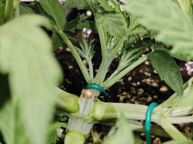 Cherry Cola Auto AC Infinity AI+. Week 3 - Den 22 pravá 