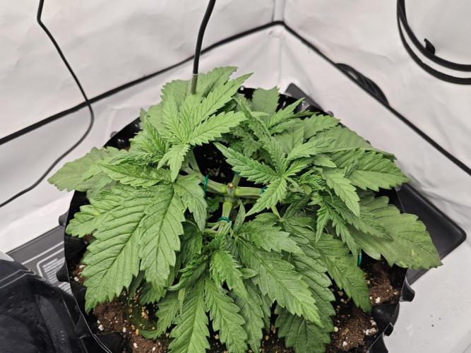 Cherry Cola Auto AC Infinity AI+. Week 3 - Den 22 pravá