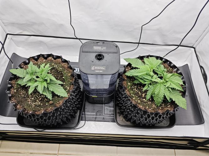 Cherry Cola Auto AC Infinity AI+. Week 3 - Den 20