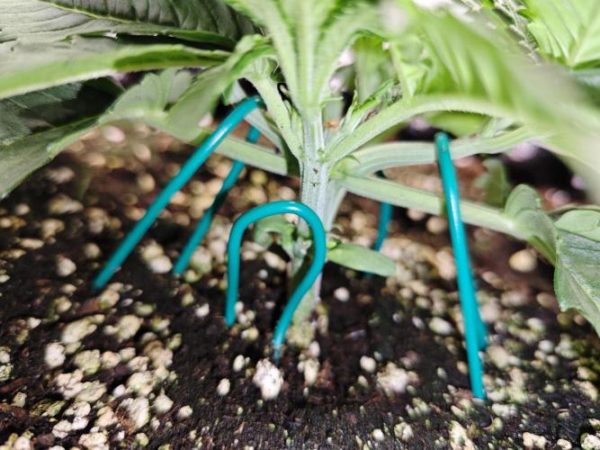 Cherry Cola Auto AC Infinity AI+. Week 3 - Den 20 levá 