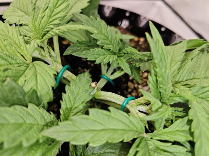 Cherry Cola Auto AC Infinity AI+. Week 3 - Den 20 pravá 