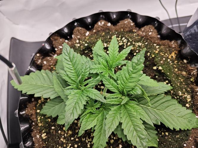 Cherry Cola Auto AC Infinity AI+. Week 3 - Den 20 levá