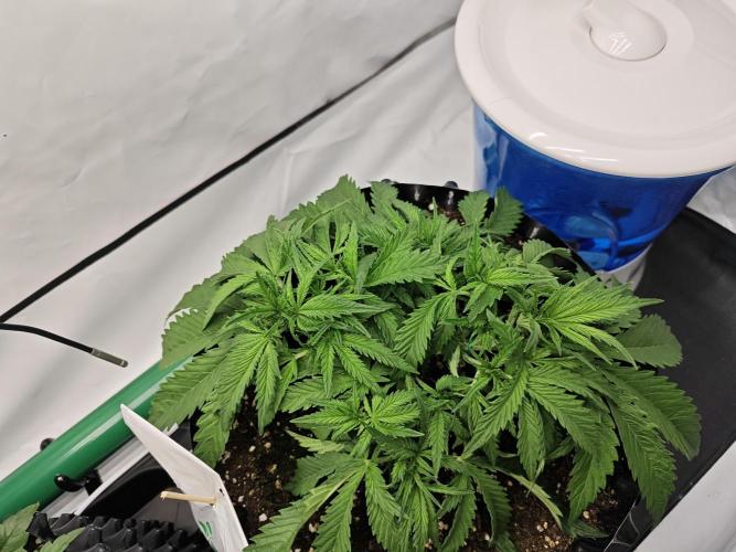 Cherry Cola Auto AC Infinity AI+. Week 4 - Den 28 pravá