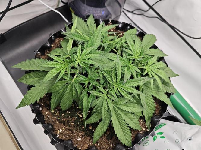 Cherry Cola Auto AC Infinity AI+. Week 4 - Den 28 levá