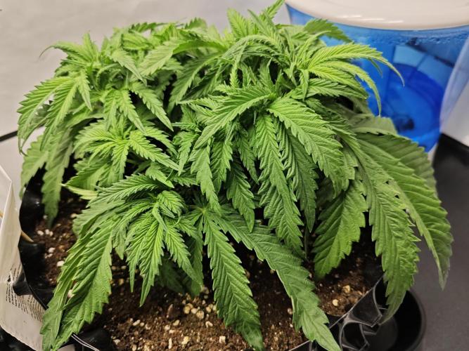 Cherry Cola Auto AC Infinity AI+. Week 4 - Den 29 pravá před defoliací