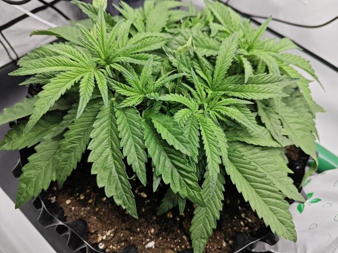 Cherry Cola Auto AC Infinity AI+. Week 4 - Den 29 levá před defoliací