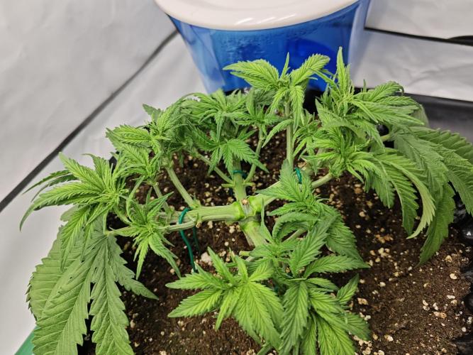 Cherry Cola Auto AC Infinity AI+. Week 4 - Den 29 pravá po defoliaci