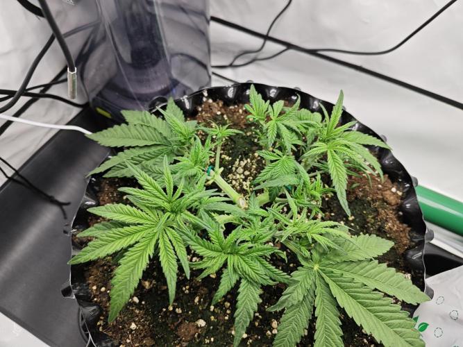 Cherry Cola Auto AC Infinity AI+. Week 4 - Den 29 levá po defoliaci