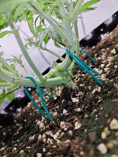 Cherry Cola Auto AC Infinity AI+. Week 4 - Den 29 levá po defoliaci