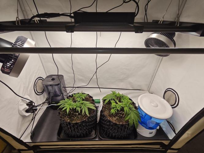 Cherry Cola Auto AC Infinity AI+. Week 4 - Den 29