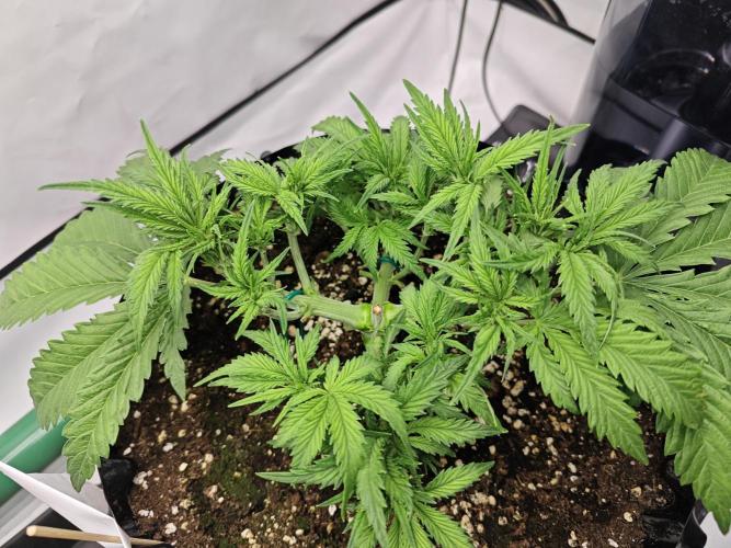 Cherry Cola Auto AC Infinity AI+. Week 4 - Den 30 pravá 14 hod po defoliaci