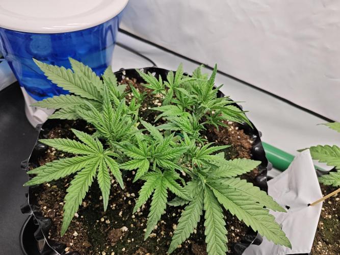Cherry Cola Auto AC Infinity AI+. Week 4 - Den 30 levá 14 hod po defoliaci