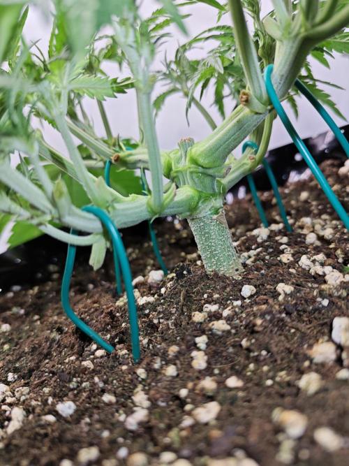 Cherry Cola Auto AC Infinity AI+. Week 4 - Den 29 pravá 