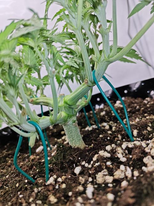 Cherry Cola Auto AC Infinity AI+. Week 4 - Den 30 pravá