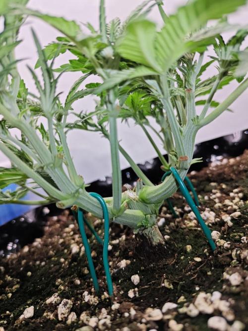 Cherry Cola Auto AC Infinity AI+. Week 4 - Den 30 levá