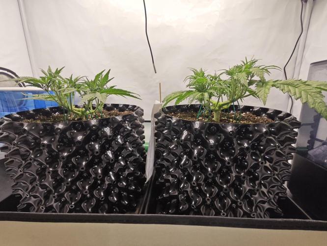 Cherry Cola Auto AC Infinity AI+. Week 4 - Den 30