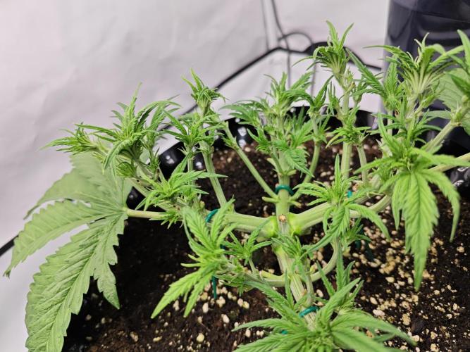 Cherry Cola Auto AC Infinity AI+. Week 4 - Den 31 pravá po defoliaci