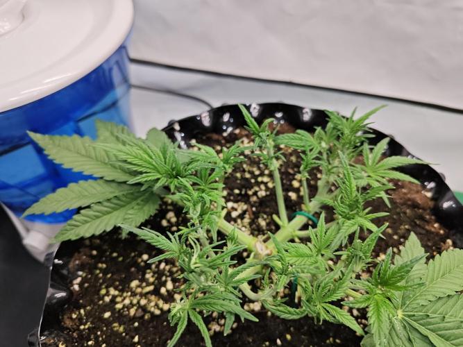 Cherry Cola Auto AC Infinity AI+. Week 4 - Den 31 levá po defoliaci