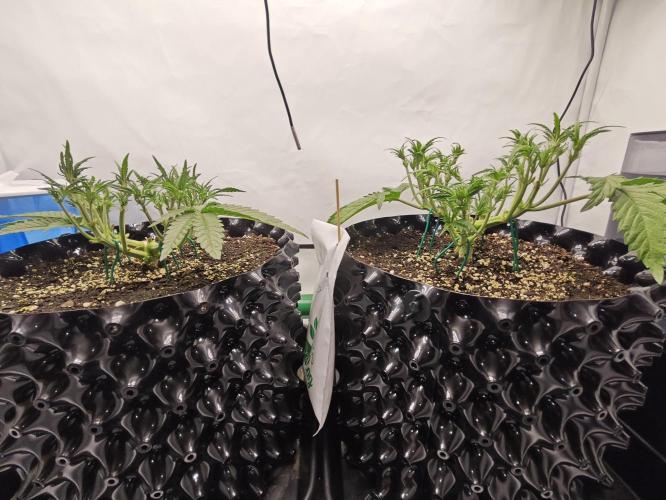 Cherry Cola Auto AC Infinity AI+. Week 4 - Den 31