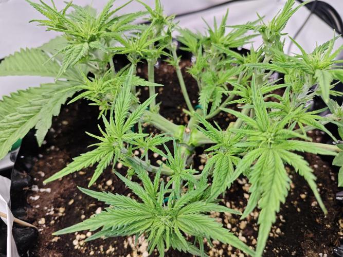 Cherry Cola Auto AC Infinity AI+. Week 4 - Den 31 pravá 14 hod po defoliaci