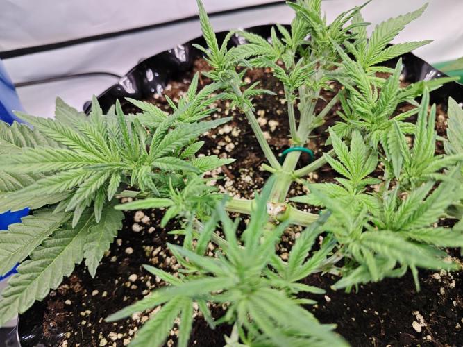 Cherry Cola Auto AC Infinity AI+. Week 4 - Den 31 levá 14 hod po defoliaci