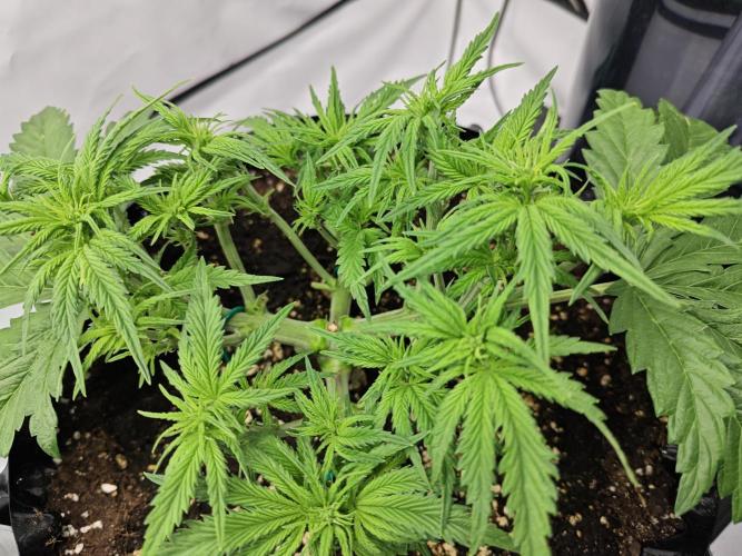 Cherry Cola Auto AC Infinity AI+. Week 4 - Den 32 pravá